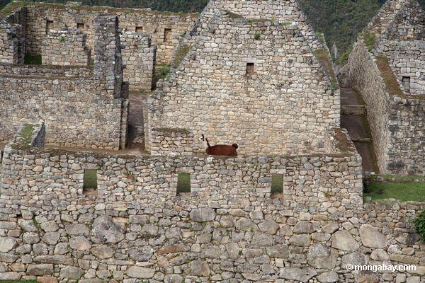 Brauner Llama unter Ruinen bei Machu Picchu
