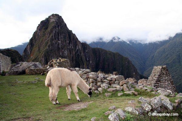 Llama, der Gras bei Machu Picchu Peru