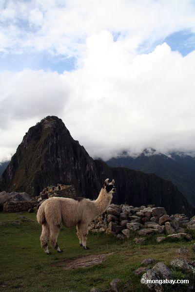 Llama bei Machu Picchu