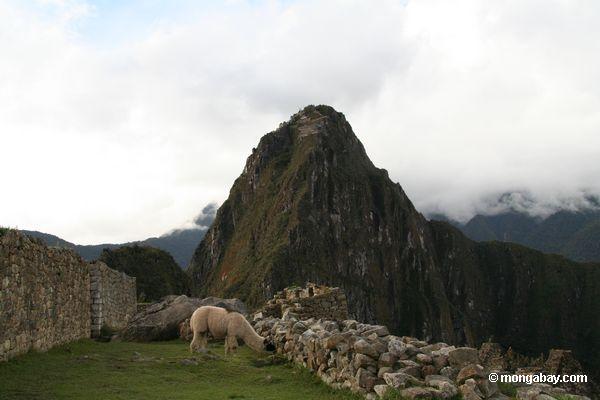Llama bei Machu Picchu