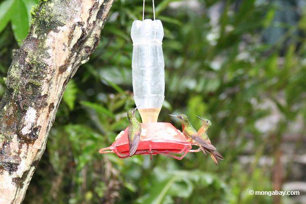 Kolibris auf Vogelzufuhr