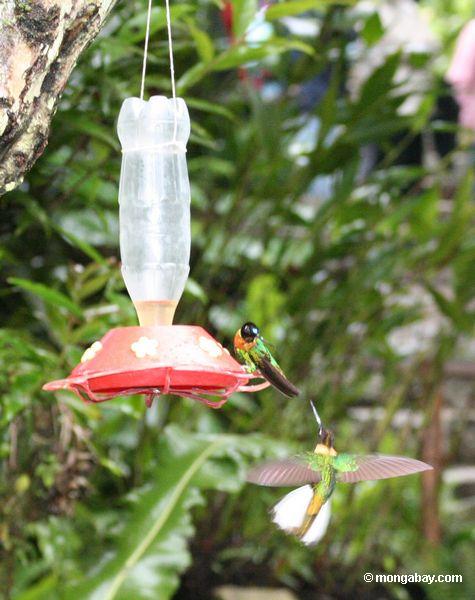 Kolibris auf Vogelzufuhr