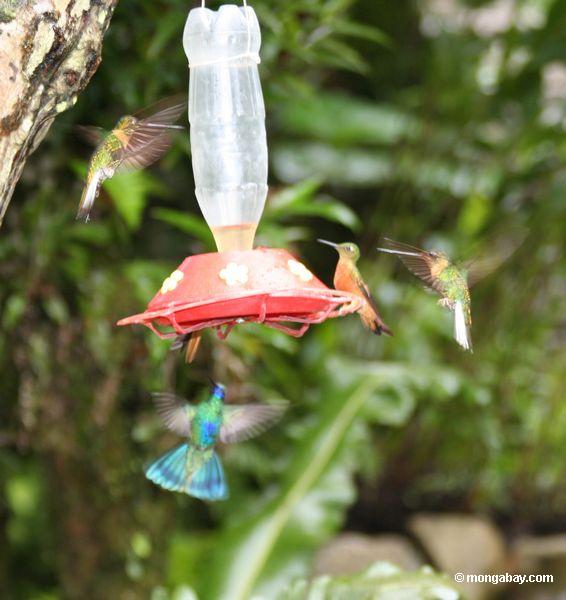 Sortierte Kolibris um Vogelzufuhr.