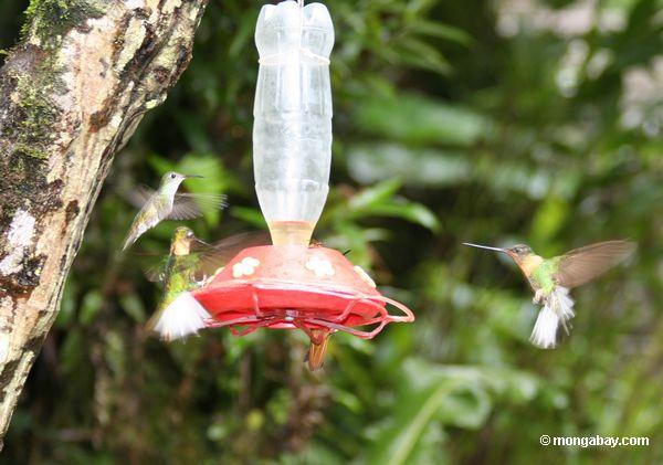 leucippus chionogasterハチドリとcoeligena （インカ）鳥の巣箱の周りtorquataハチドリ