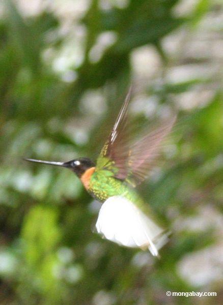 Coeligena (Inka) torquata Kolibri im Flug