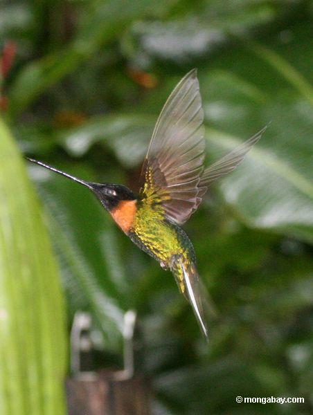 Coeligena (Inka) torquata Kolibri