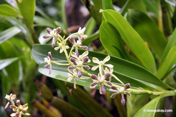Prosthechea vespa Orchidee