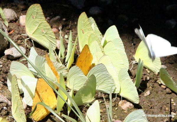 Phoebis philea und Anteos menippe Schmetterlinge in der großen Gruppe, die auf Mineralien im Schlamm Peru
