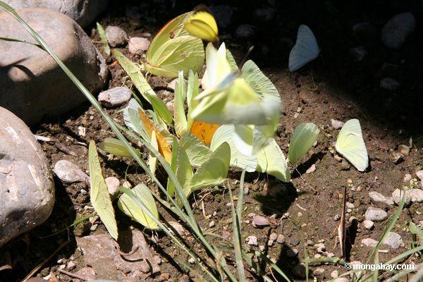 Phoebis philea und Anteos menippe Schmetterlinge in der großen Gruppe, die auf Mineralien im Schlamm einzieht