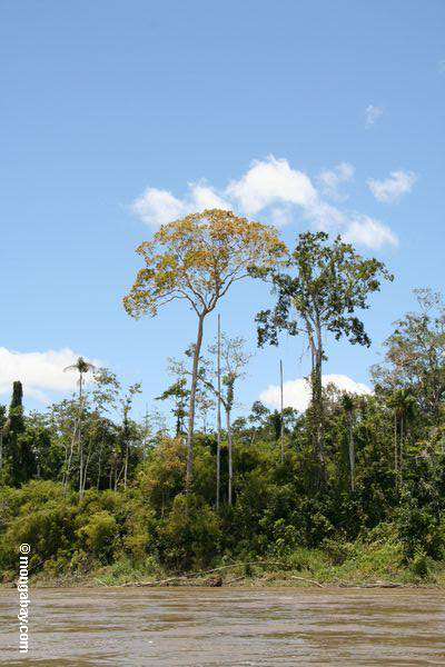 Baum entlang Rio Tambopata mit Gelb blüht