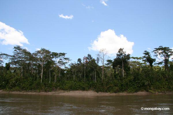 Wald entlang dem Rio Tambopata