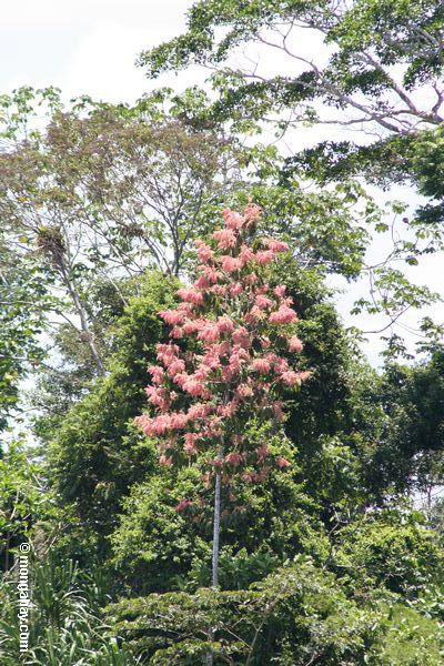Duroia Hirsutabäume in der Blüte.  