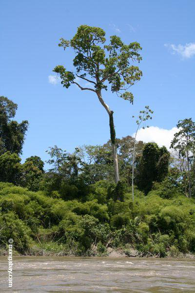 Flußuferbaum mit Oropendula Nestern
