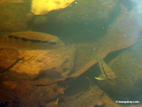 Festium cichlid Fischsorte im blackwater Nebenfluß, sein natürlicher Lebensraum