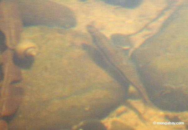 Spieß cichlid Fischsorte im blackwater Nebenfluß, sein natürlicher Lebensraum