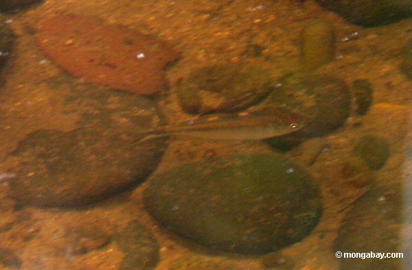 Unbekannte characin Fischsorte im blackwater Nebenfluß