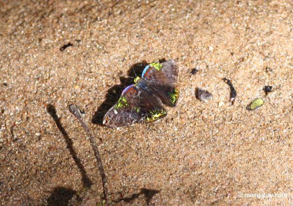 Mehrfarbiger Schmetterling auf einem Strand (unbekannte Sorte)