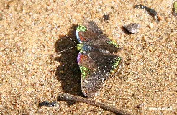 Mehrfarbiger Schmetterling auf einem Strand (unbekannte Sorte)