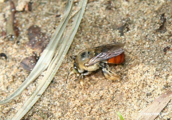 Biene, die im Sand gräbt