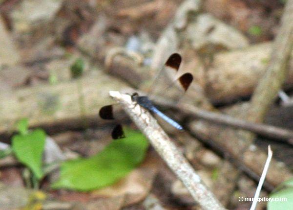 Frei-winged Libelle mit schwarzen Flügelspitzen