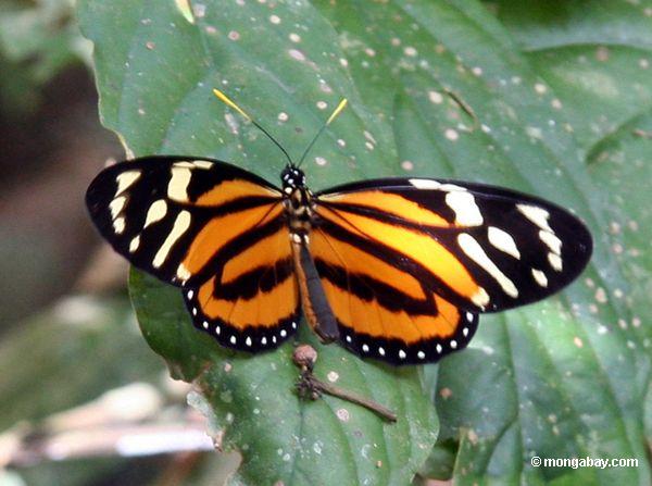 Lycorea halia Schmetterling