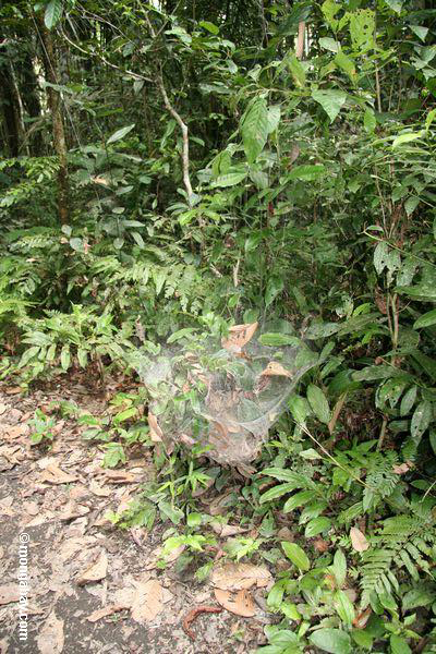 Nest der Koloniespinnen (Familie: Araneidae)