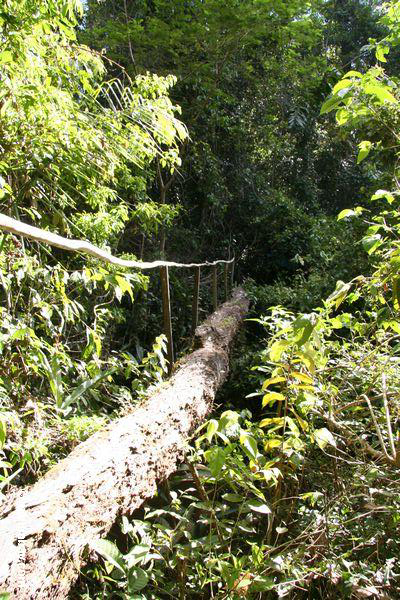 Ponte do registro na floresta de chuva
