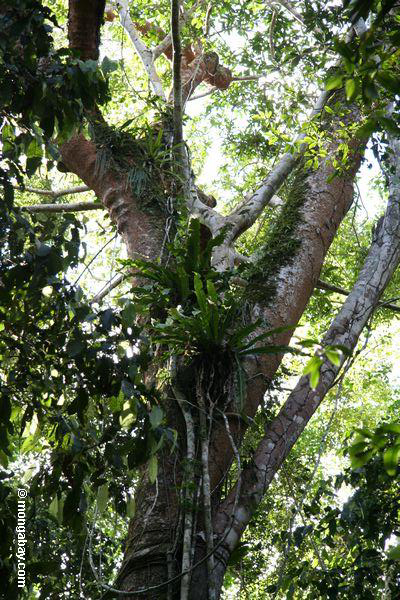 Epiphytes, das auf Baum wächst
