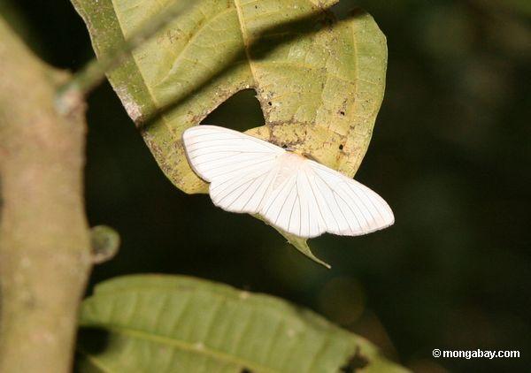 Weißer Schmetterling