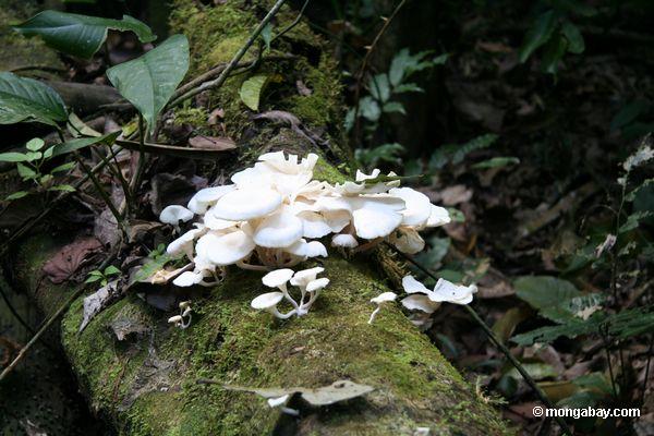 Weiße Pilze auf verfallendem Maschinenbordbuch