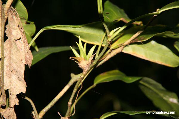 Kleines epiphyte im Waldunderstorey