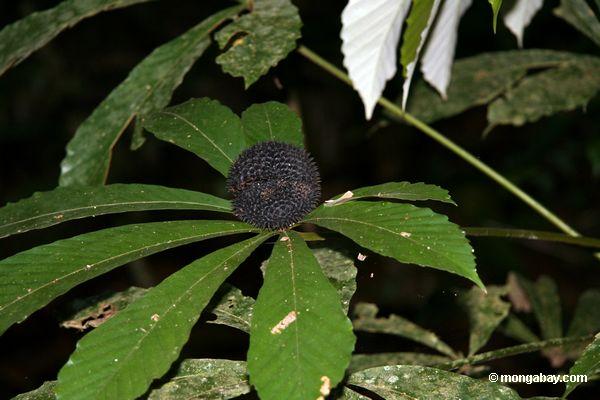 Pod da semente do comb do macaco (crucigerum de Pithecoctenium) 