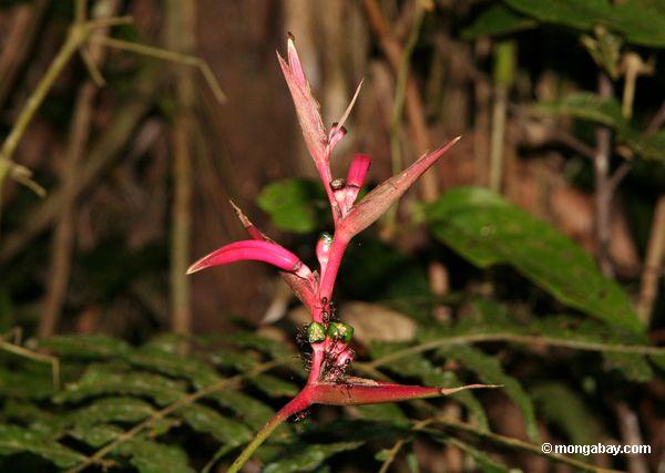 Rosafarbenes heliconia