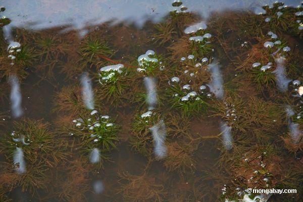 Wasserpflanze- und Wasserlilien des Fuchsschwanzes, die im natürlichen Lebensraum wachsen