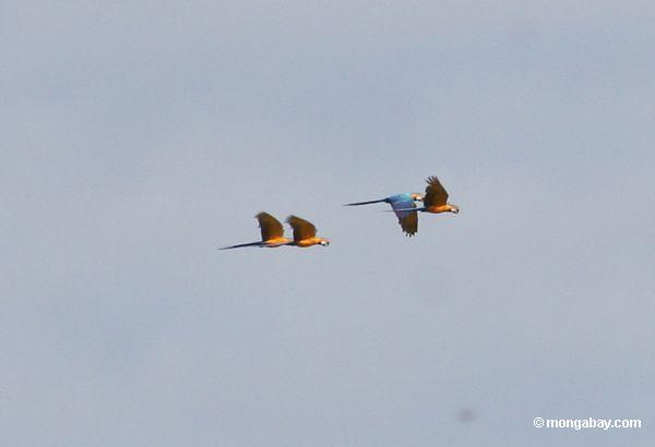 Blau-und-gelbe macaws während des Betriebs