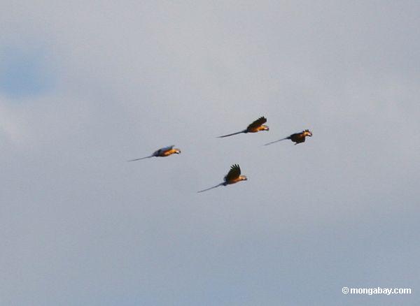 青と黄色の機内macaws