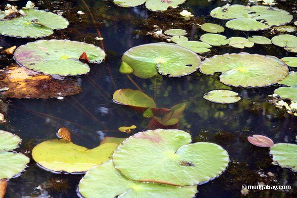 Wasserpflanze- und Wasserlilien des Fuchsschwanzes, die im natürlichen Lebensraum Peru