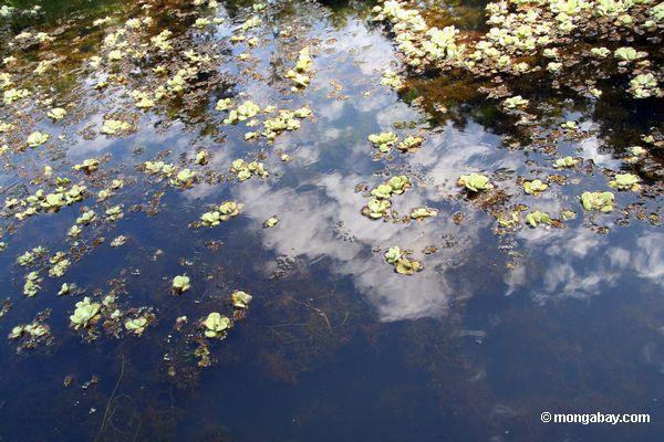 Wasserpflanze- und Wasserlilien des Fuchsschwanzes, die im natürlichen Lebensraum wachsen