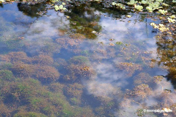 ネコジャラシ水生植物と水ユリ自然の生息地で成長する