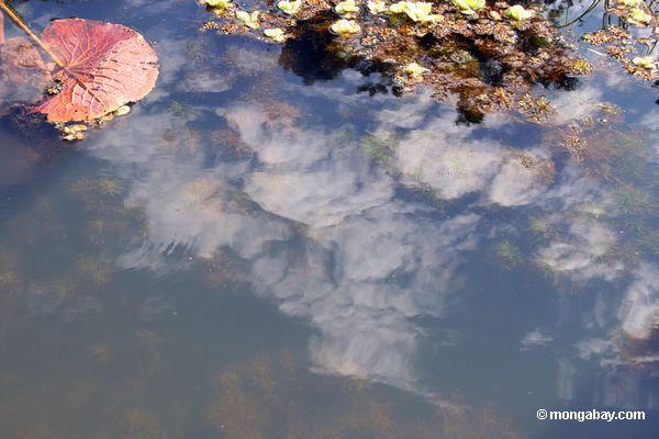 Wasserpflanze- und Wasserlilien des Fuchsschwanzes, die im natürlichen Lebensraum Peru