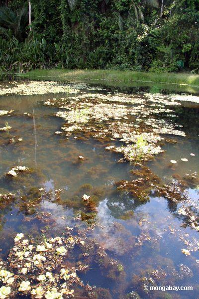 Lírios da planta aquática e da água do Foxtail que crescem no habitat natural