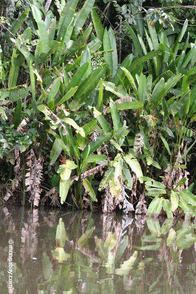 банановые растения растет вниз к краю заводи озера