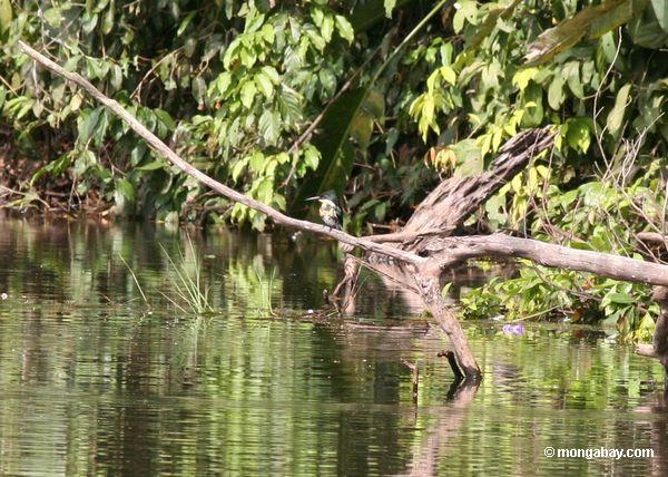 Kingfisher de Amazon (amazona de Chloroceryle)
