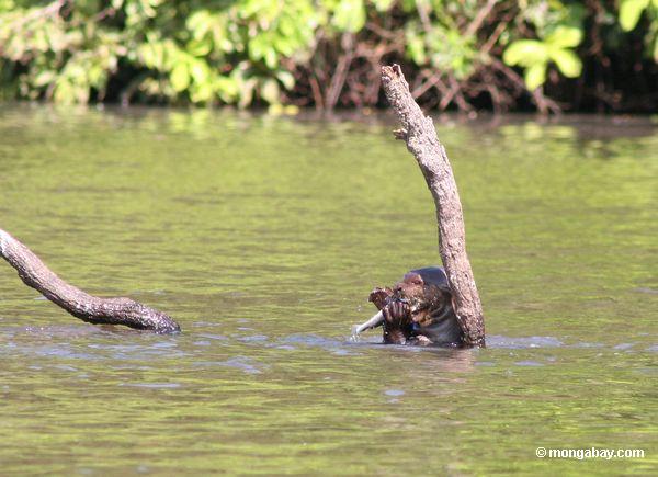 Riesiger Flußotter, der einen Fisch im Amazonas ißt