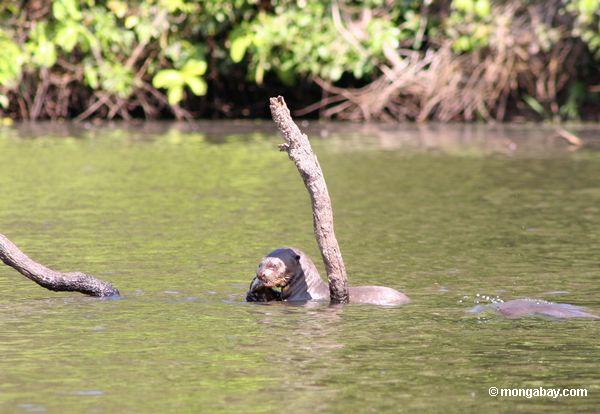 Riesiger Flußotter, der einen Fisch im Amazonas Peru