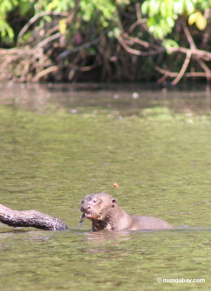 La nutria gigante del río con los pescados ata colgar fuera de su boca