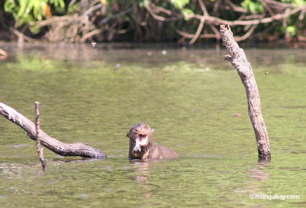 Riesiger Flußotter, der Fische in einem Amazonas oxbow See ißt