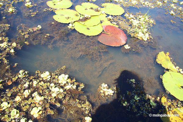 Wasserpflanze des Fuchsschwanzes, die im natürlichen Lebensraum Peru
