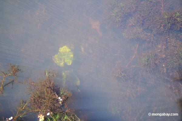 Wasserpflanze des Fuchsschwanzes, die im natürlichen Lebensraum Peru