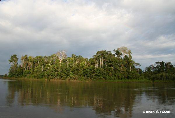Inselwald weg vom Rio Tambopata